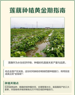 藕什么时候种植怎么种植 藕什么时候种植怎么种植