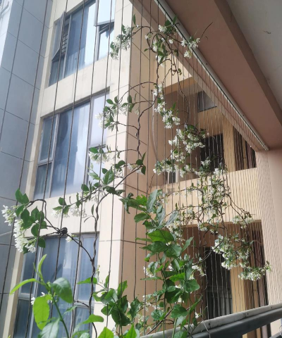 家里阳光不足怎么养花，选对植物种类，掌握养护技巧