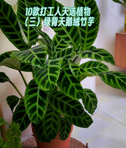 家里阳光不足怎么养花，选对植物种类，掌握养护技巧