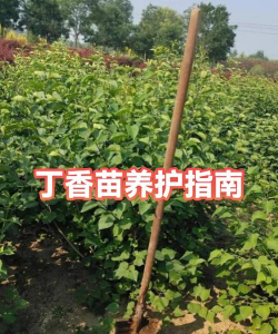 家里阳光不足怎么养花，选对植物种类，掌握养护技巧