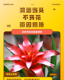 小众送妈妈的花有哪些花