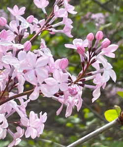 家里阳光不足怎么养花，选对植物种类，掌握养护技巧