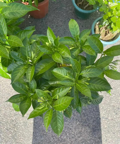 家里阳光不足怎么养花，选对植物种类，掌握养护技巧