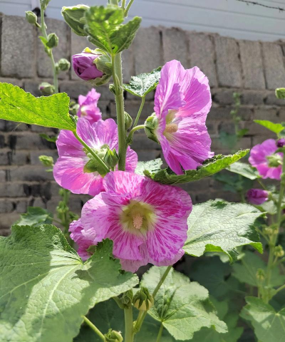 家里阳光不足怎么养花，选对植物种类，掌握养护技巧