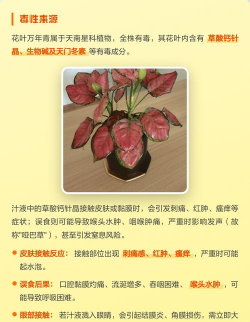 家里阳光不足怎么养花，选对植物种类，掌握养护技巧