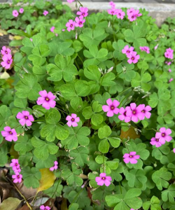 家里阳光不足怎么养花，选对植物种类，掌握养护技巧