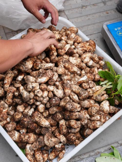 家里阳光不足怎么养花，选对植物种类，掌握养护技巧