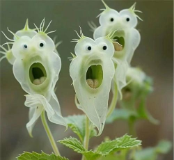 家里阳光不足怎么养花，选对植物种类，掌握养护技巧