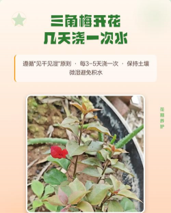 家里阳光不足怎么养花，选对植物种类，掌握养护技巧