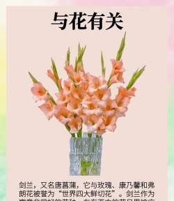 小众送妈妈的花有哪些花