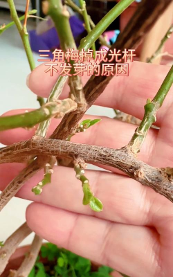 家里阳光不足怎么养花，选对植物种类，掌握养护技巧