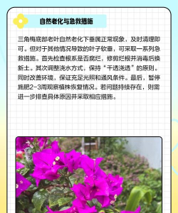 家里阳光不足怎么养花，选对植物种类，掌握养护技巧