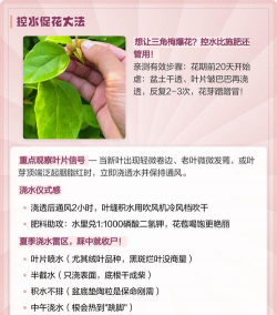 家里阳光不足怎么养花，选对植物种类，掌握养护技巧