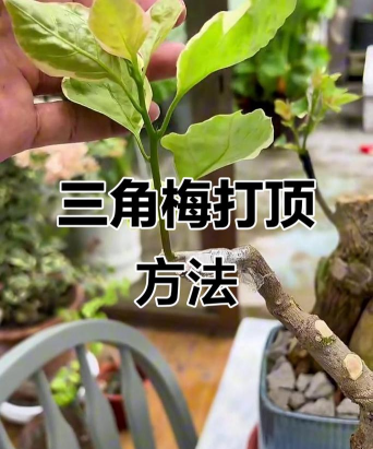 家里阳光不足怎么养花，选对植物种类，掌握养护技巧