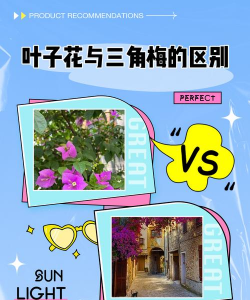 家里阳光不足怎么养花，选对植物种类，掌握养护技巧