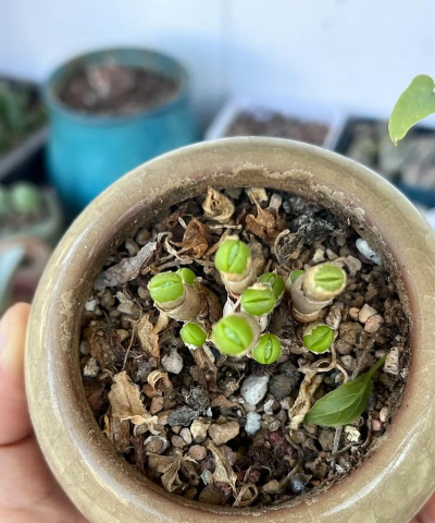 小众送妈妈的花有哪些花