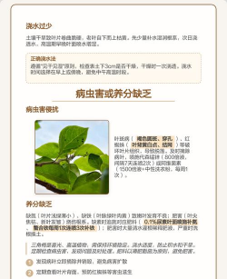 家里阳光不足怎么养花，选对植物种类，掌握养护技巧