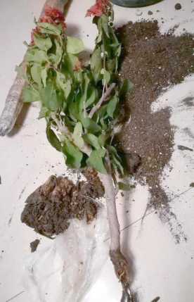 家里阳光不足怎么养花，选对植物种类，掌握养护技巧