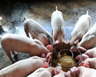 小众送妈妈的花有哪些花