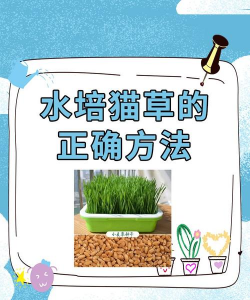 家里阳光不足怎么养花，选对植物种类，掌握养护技巧