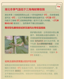 家里阳光不足怎么养花，选对植物种类，掌握养护技巧