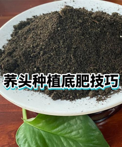 家里阳光不足怎么养花，选对植物种类，掌握养护技巧