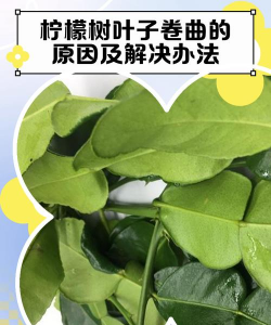 家里阳光不足怎么养花，选对植物种类，掌握养护技巧