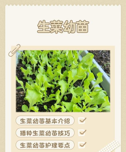 家里阳光不足怎么养花，选对植物种类，掌握养护技巧