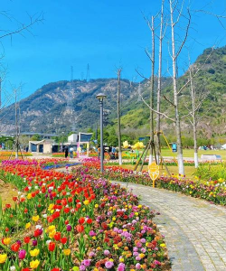 家里阳光不足怎么养花，选对植物种类，掌握养护技巧