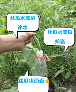 家里阳光不足怎么养花，选对植物种类，掌握养护技巧