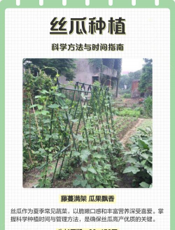 家里阳光不足怎么养花，选对植物种类，掌握养护技巧