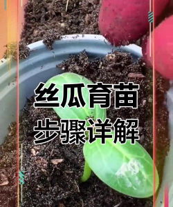 家里阳光不足怎么养花，选对植物种类，掌握养护技巧