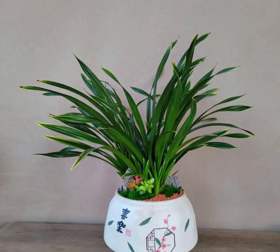 家里阳光不足怎么养花，选对植物种类，掌握养护技巧