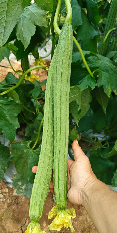 家里阳光不足怎么养花，选对植物种类，掌握养护技巧