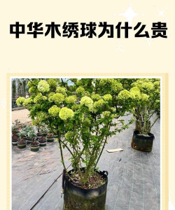 家里阳光不足怎么养花，选对植物种类，掌握养护技巧
