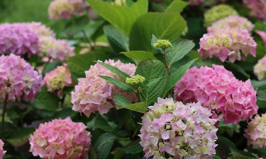 家里阳光不足怎么养花，选对植物种类，掌握养护技巧