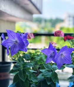 家里阳光不足怎么养花，选对植物种类，掌握养护技巧