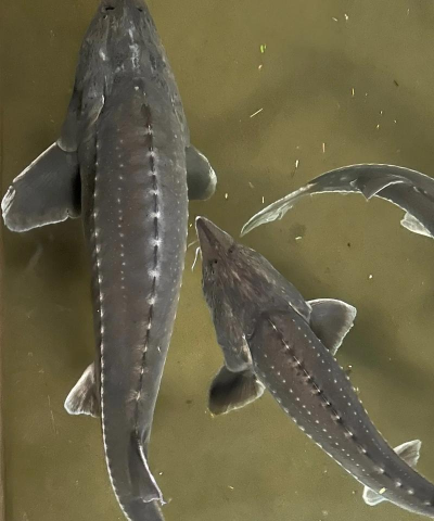 家里阳光不足怎么养花，选对植物种类，掌握养护技巧