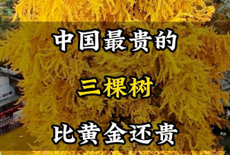 家里阳光不足怎么养花，选对植物种类，掌握养护技巧