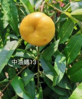 家里阳光不足怎么养花，选对植物种类，掌握养护技巧