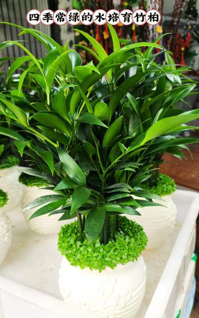 家里阳光不足怎么养花，选对植物种类，掌握养护技巧