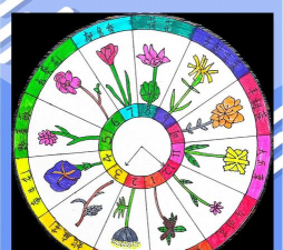 家里阳光不足怎么养花，选对植物种类，掌握养护技巧