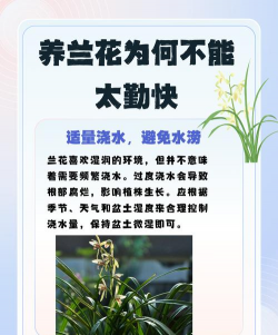 家里阳光不足怎么养花，选对植物种类，掌握养护技巧