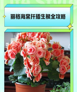 家里阳光不足怎么养花，选对植物种类，掌握养护技巧