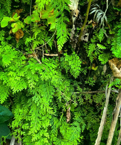 家里阳光不足怎么养花，选对植物种类，掌握养护技巧