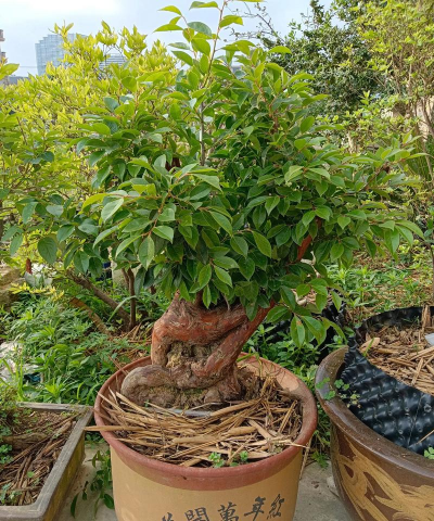 家里阳光不足怎么养花，选对植物种类，掌握养护技巧