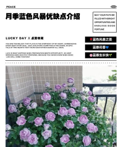 家里阳光不足怎么养花，选对植物种类，掌握养护技巧