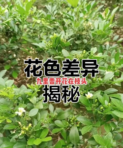 家里阳光不足怎么养花，选对植物种类，掌握养护技巧