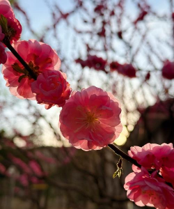 家里阳光不足怎么养花，选对植物种类，掌握养护技巧