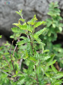 家里阳光不足怎么养花，选对植物种类，掌握养护技巧